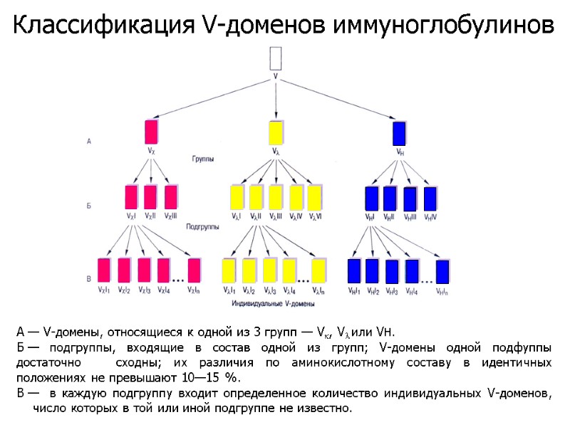 А — V-домены, относящиеся к одной из 3 групп — Vk, Vl или VH.